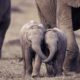 Marfil en Hong Kong atenta contra elefantes a nivel mundial