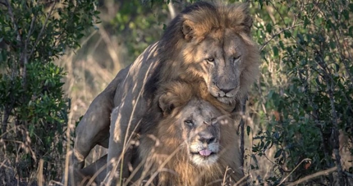 Controversia en Kenia por “leones gays”