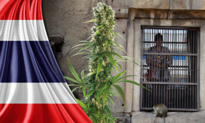 Tailandia, marihuana, legaliza, cannabis, ley, prohibición, medicinal, leyes