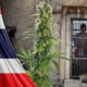 Tailandia, marihuana, legaliza, cannabis, ley, prohibición, medicinal, leyes