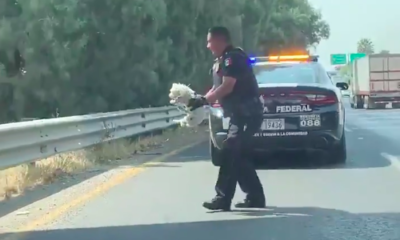 Policía Federal rescata a perrito perdido en carretera