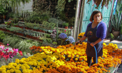 Mercado de flores de Cuemanco