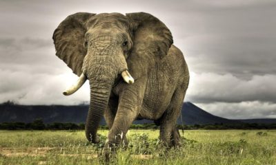 Botswana levanta prohibición a caza de elefantes