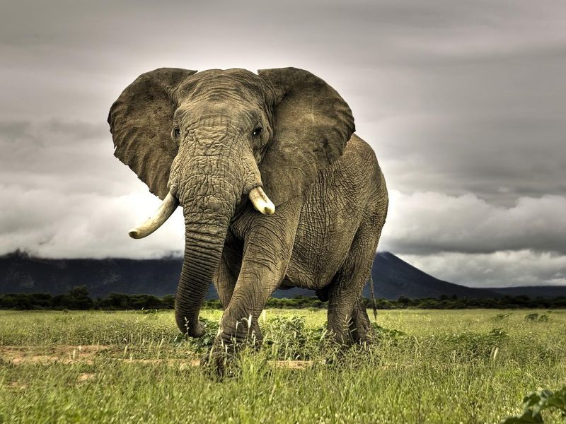 Botswana levanta prohibición a caza de elefantes