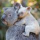 ONG afirma que el koala está “funcionalmente extinto”
