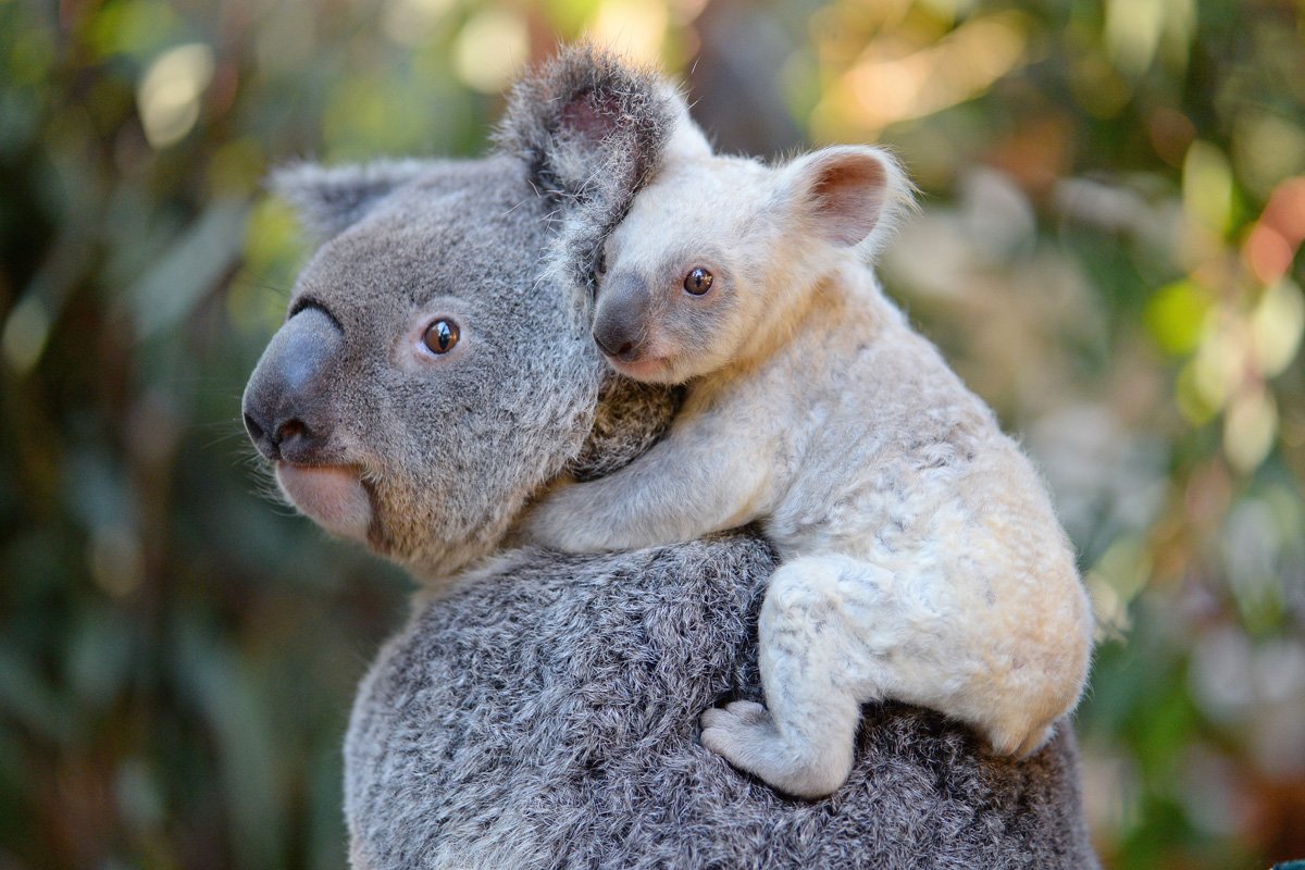 ONG afirma que el koala está “funcionalmente extinto”
