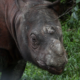 Rinoceronte, Tam, Rinocerontes, Animales, Muere, Extintos, Asia, Malasia,