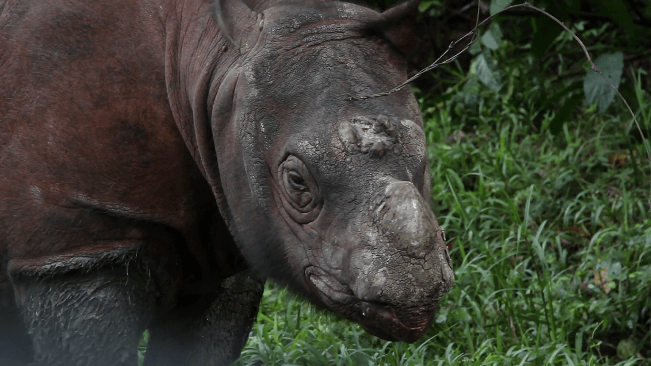 Rinoceronte, Tam, Rinocerontes, Animales, Muere, Extintos, Asia, Malasia,