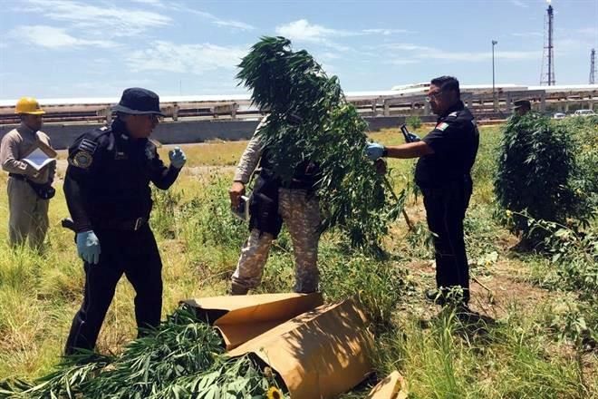 Hallan plantío de marihuana en la refinería de Cadereyta