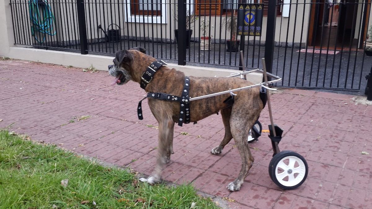 Perros, silla de ruedas,