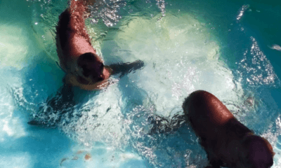 Lobos marinos rescatados vivirán en el Zoológico de Chapultepec