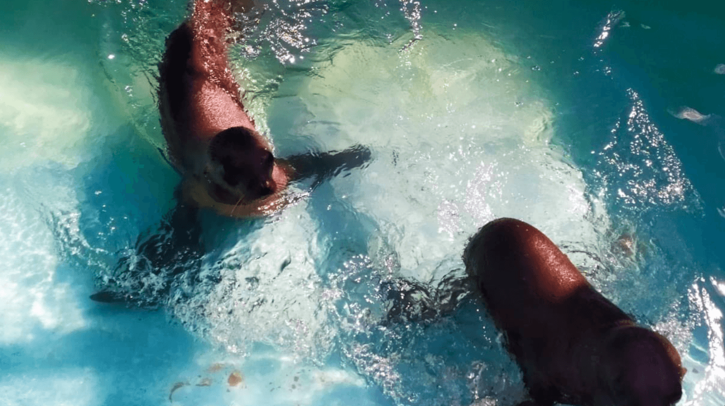 Lobos marinos rescatados vivirán en el Zoológico de Chapultepec