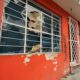 Detectan ´Modus Operandi´para robar casas en Coyoacán