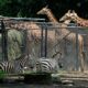 Gobierno de CDMX gastará 100 mdp para renovar zoológicos