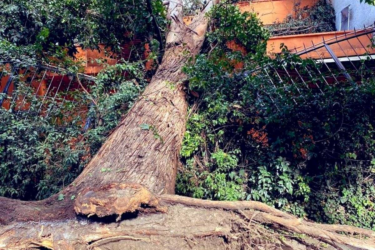 Fuertes vientos provocan la caída de más de 20 árboles en CDMX