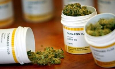 Discutirán en comisiones del Senado regular la cannabis