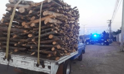 Diputados reforman ley para vigilar procedencia de productos forestales
