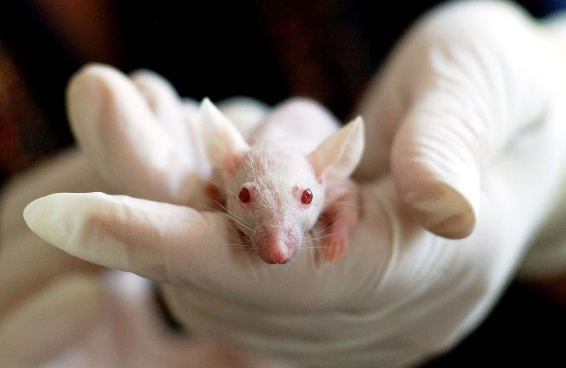 Escasea rara especie de ratones para estudios sobre cura del coronavirus