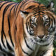 Tigre en Zoológico de NY da positivo a pruebas de coronavirus