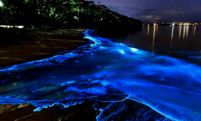 Confinamiento provoca mayor bioluminiscencia en costas mexicanas: UNAM