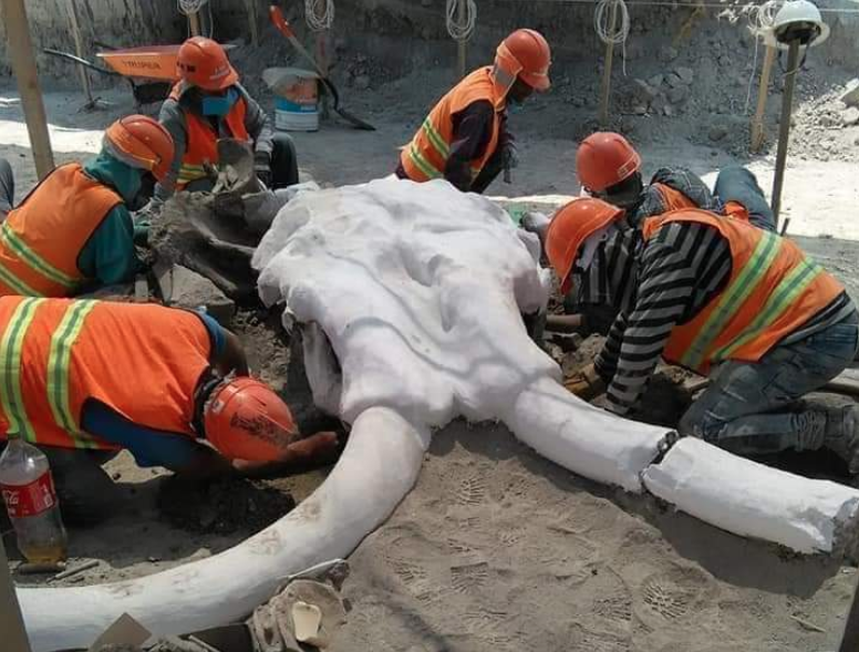 Hallan 60 restos de mamuts en Santa Lucía