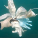 Guantes y cubrebocas, residuos que contaminan los océanos, advierte la UNAM