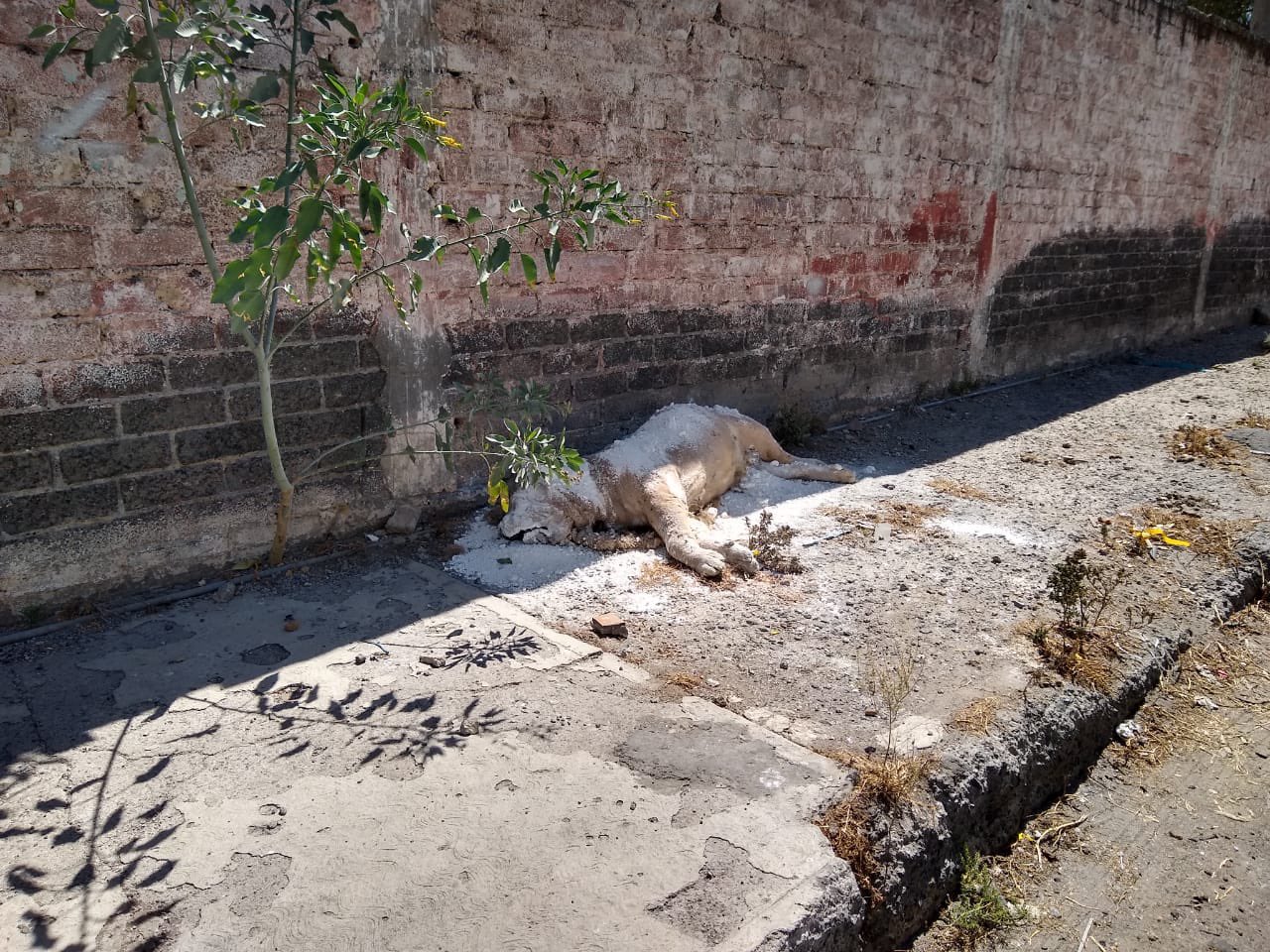 Hallan cadáver de un león en la alcaldía Iztapalapa