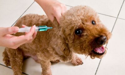 Registra Rusia primera vacuna contra Covid para animales