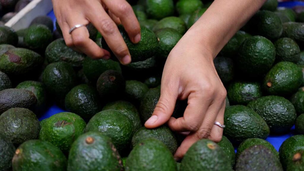 EU suspende compra de aguacate michoacano por amenazas a sus inspectores