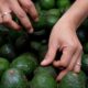 EU suspende compra de aguacate michoacano por amenazas a sus inspectores