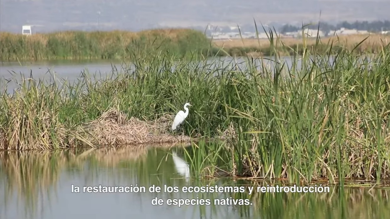 Amlo Y Semarnat Declaran Al Lago De Texcoco Como Área Natural Protegida Y Sepultan Al Naim 6447