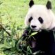 Muere Shuan Shuan, la panda más longeva de México, a los 35 años