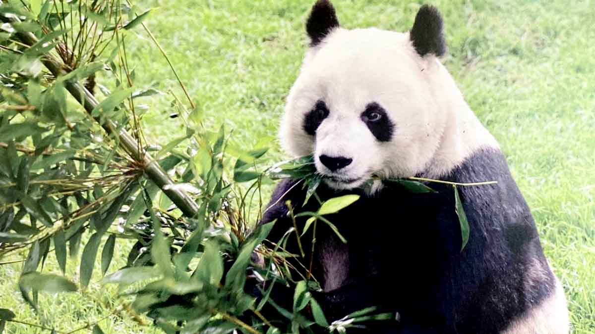 Muere Shuan Shuan, la panda más longeva de México, a los 35 años