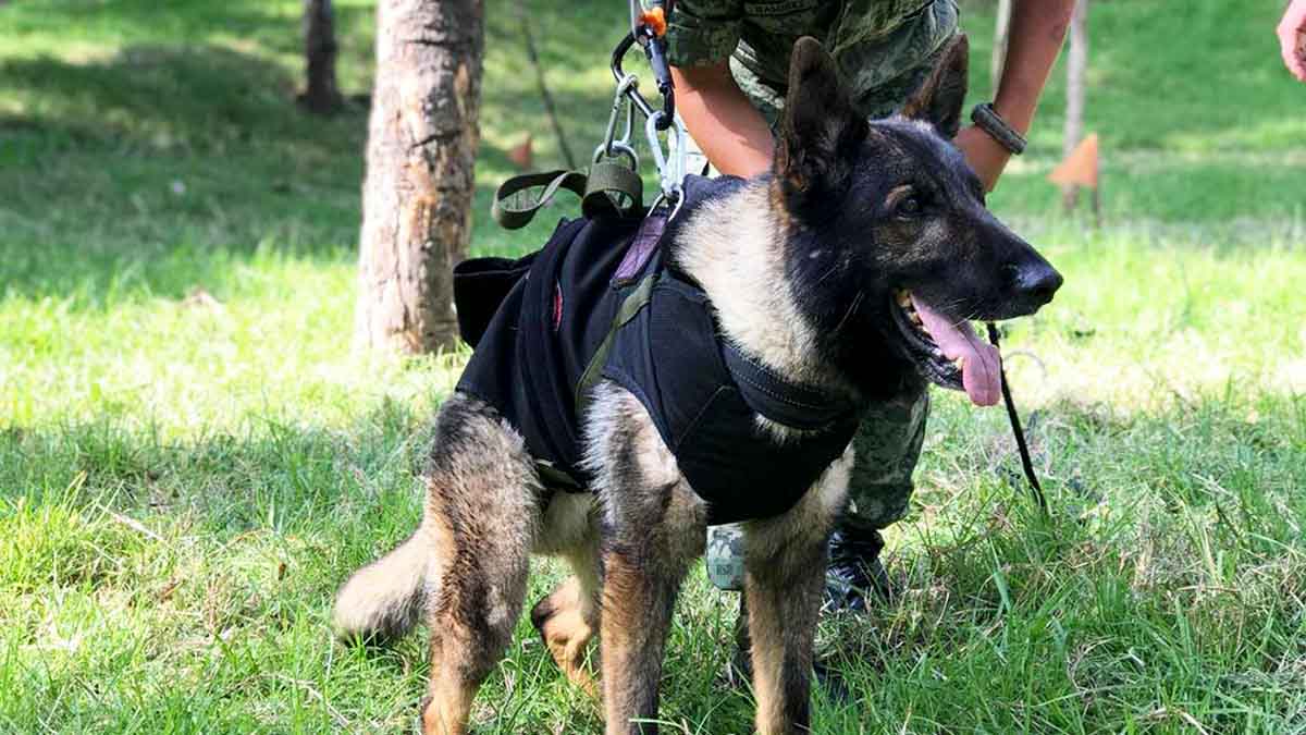 “Durante la misión”, muere Proteo, perro rescatista en Turquía