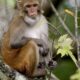 Científicos chinos clonan a un mono; lo llaman “ReTro”