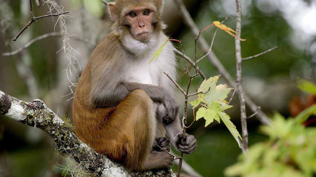 Científicos chinos clonan a un mono; lo llaman “ReTro”