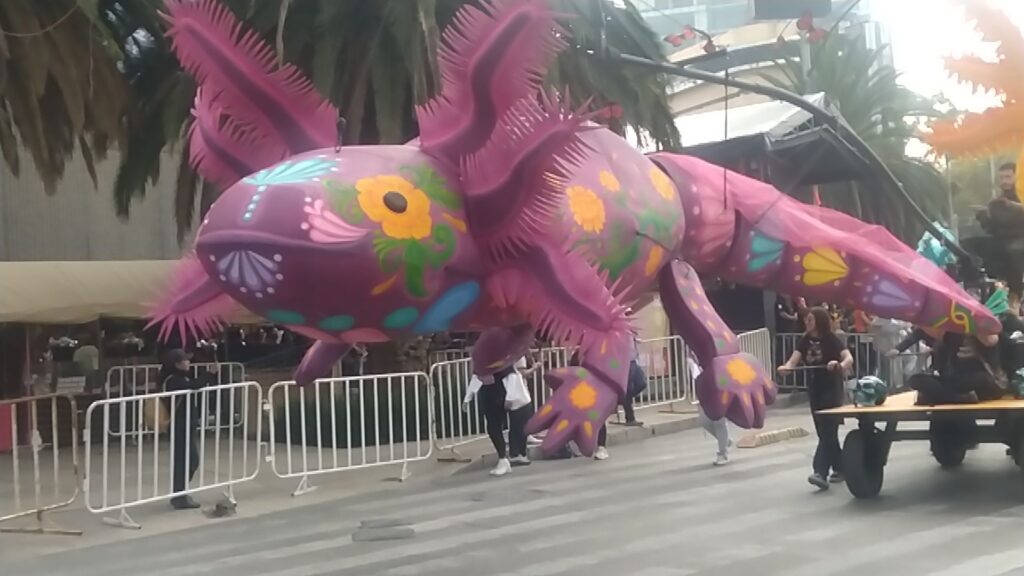 El ajolote navegó esta vez por las calles céntricas de CDMX. Foto: Francisco Mendoza