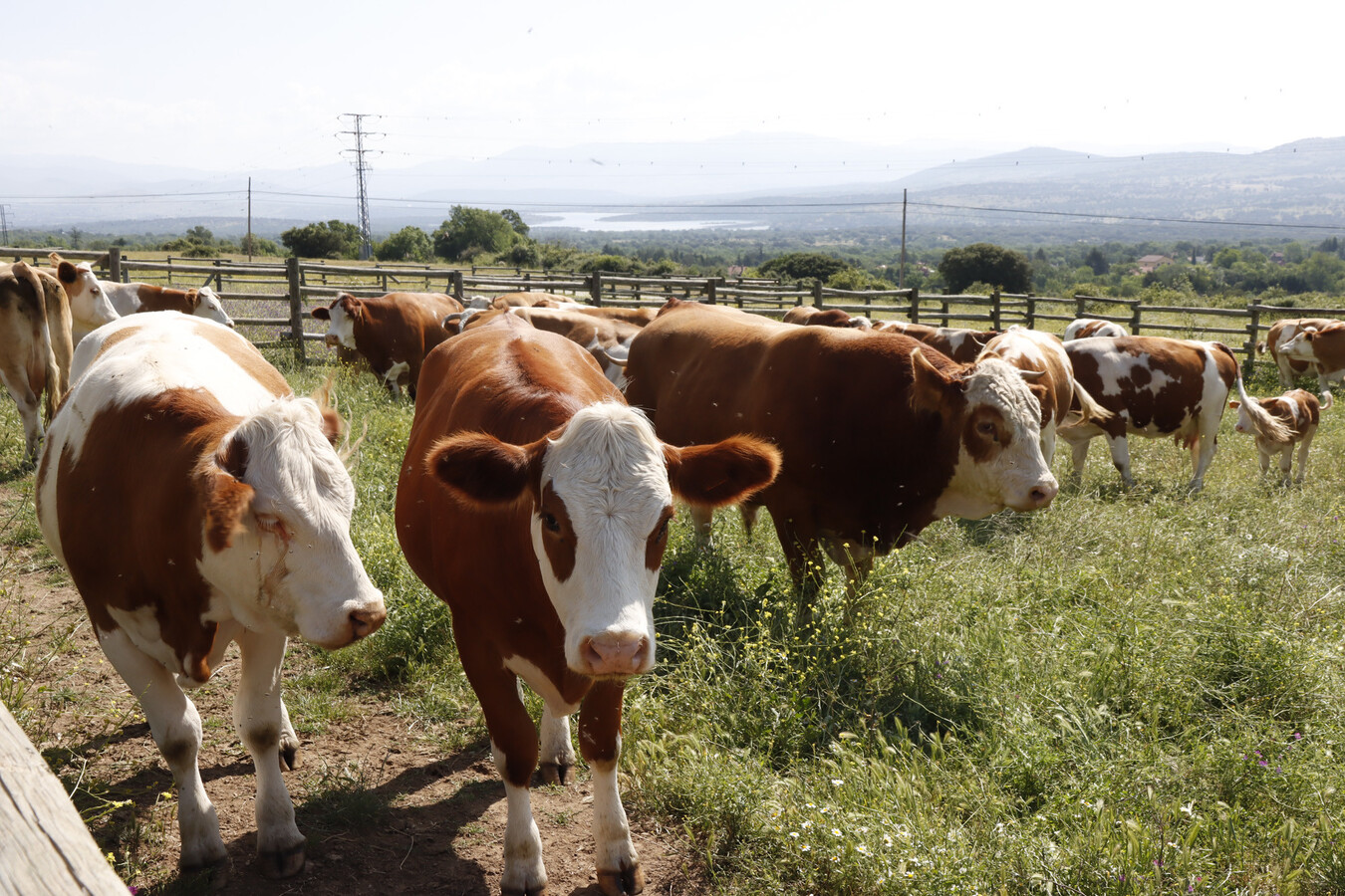 Sheinbaum confió en que pronto se reabra la frontera común para la exportación de ganado