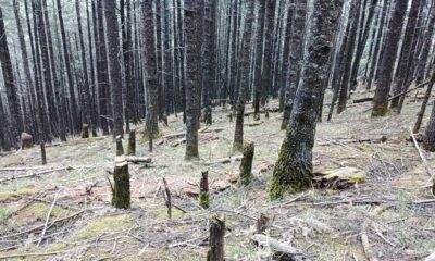 Detectan Sedema y Semarnat más zonas de tala ilegal en Los Dinamos