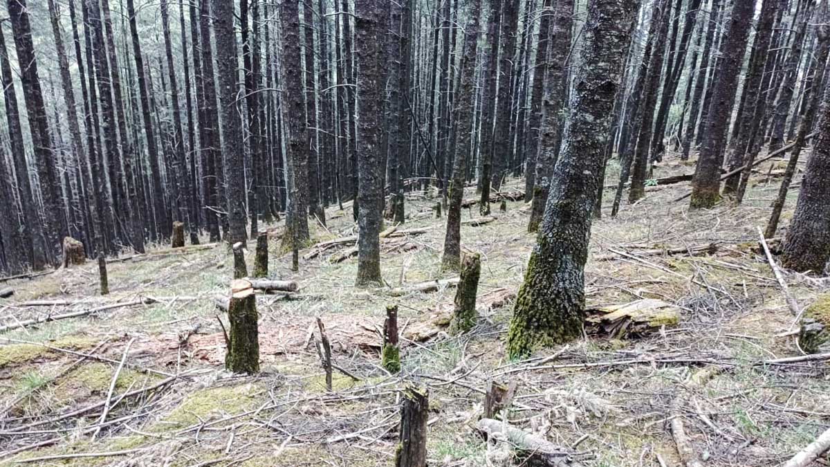 Detectan Sedema y Semarnat más zonas de tala ilegal en Los Dinamos
