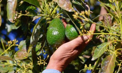 Sheinbaum anuncia reunión con embajada de EU para reactivar exportación de aguacate