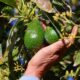 Sheinbaum anuncia reunión con embajada de EU para reactivar exportación de aguacate