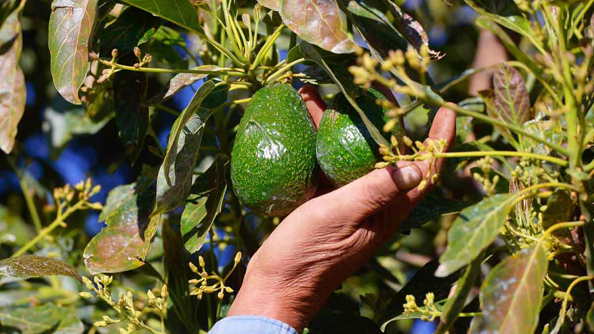 Sheinbaum anuncia reunión con embajada de EU para reactivar exportación de aguacate